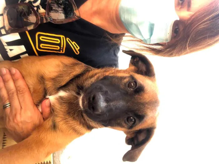 Cachorro raça SRD-ViraLata idade 7 a 11 meses nome Jane