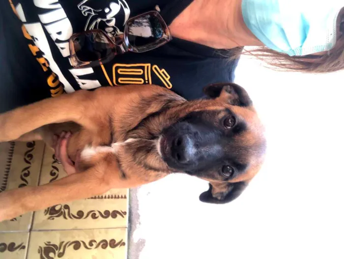 Cachorro raça SRD-ViraLata idade 7 a 11 meses nome Jane