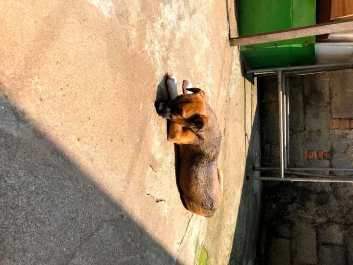 Cachorro raça SRD-ViraLata idade 7 a 11 meses nome Jane