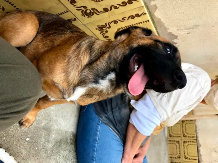 Cachorro raça SRD-ViraLata idade 7 a 11 meses nome Jane