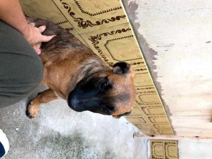 Cachorro raça SRD-ViraLata idade 7 a 11 meses nome Jane