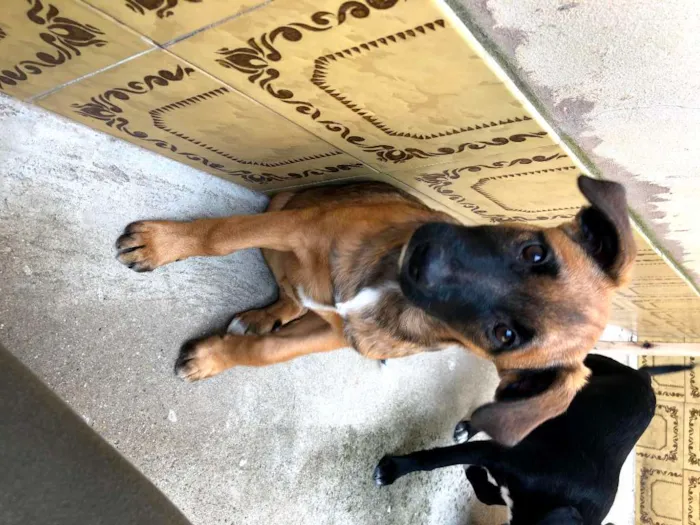 Cachorro raça SRD-ViraLata idade 7 a 11 meses nome Jane
