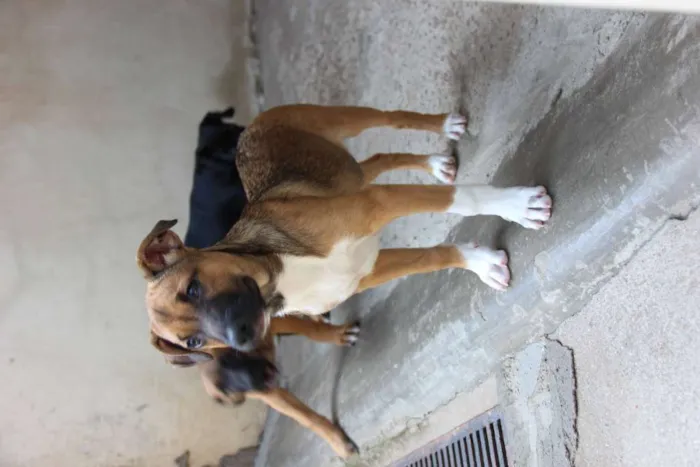 Cachorro ra a SRD-ViraLata idade 7 a 11 meses nome JUDY