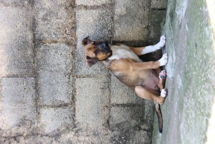 Cachorro ra a SRD-ViraLata idade 7 a 11 meses nome JUDY