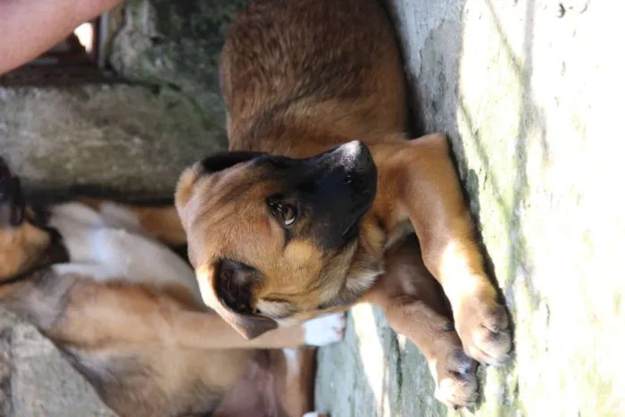 Cachorro ra a SRD-ViraLata idade 7 a 11 meses nome JUDY