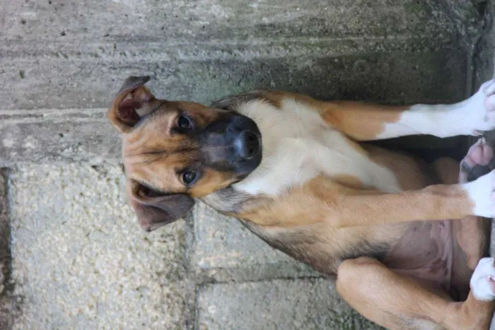 Cachorro ra a SRD-ViraLata idade 7 a 11 meses nome JUDY