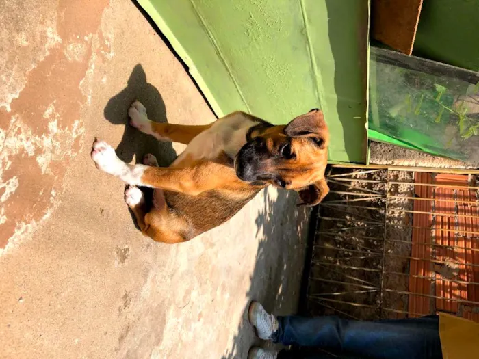 Cachorro ra a SRD-ViraLata idade 7 a 11 meses nome JUDY