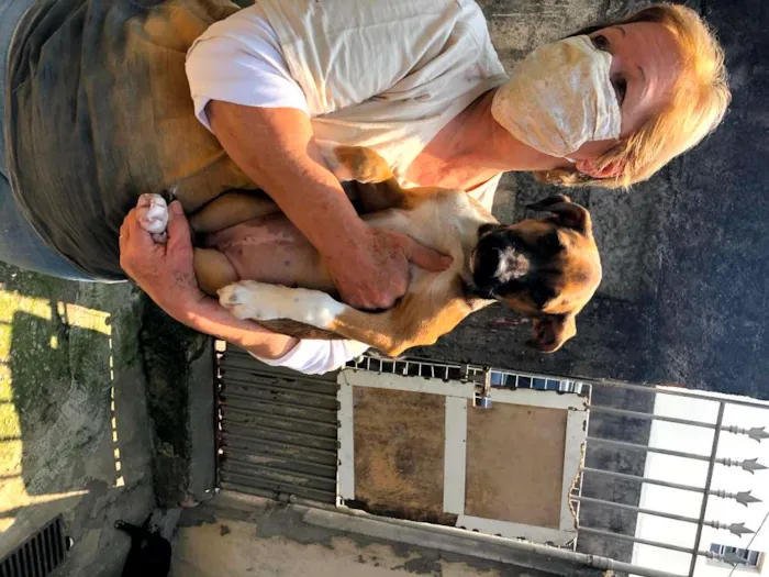 Cachorro ra a SRD-ViraLata idade 7 a 11 meses nome JUDY