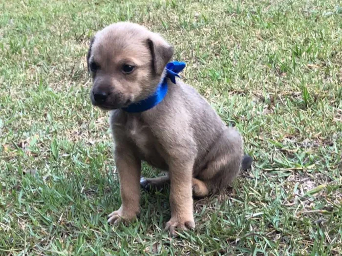 Cachorro ra a SRD-ViraLata idade Abaixo de 2 meses nome Pedrinho