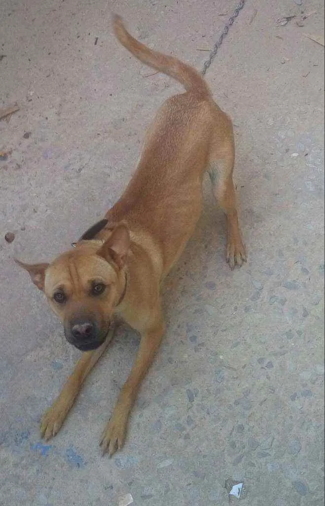 Cachorro raça Sharpei idade 7 a 11 meses nome Nora