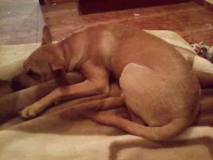 Cachorro raça Sharpei idade 7 a 11 meses nome Nora