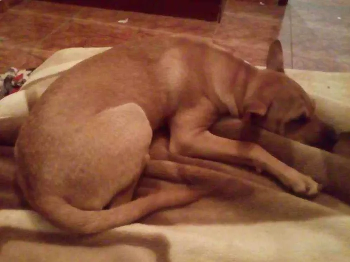 Cachorro raça Sharpei idade 7 a 11 meses nome Nora