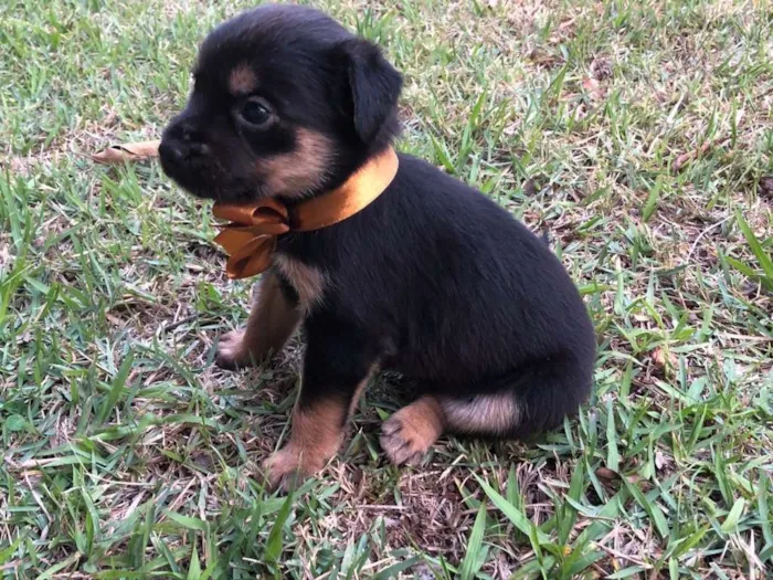 Cachorro ra a SRD-ViraLata idade Abaixo de 2 meses nome Pimenta