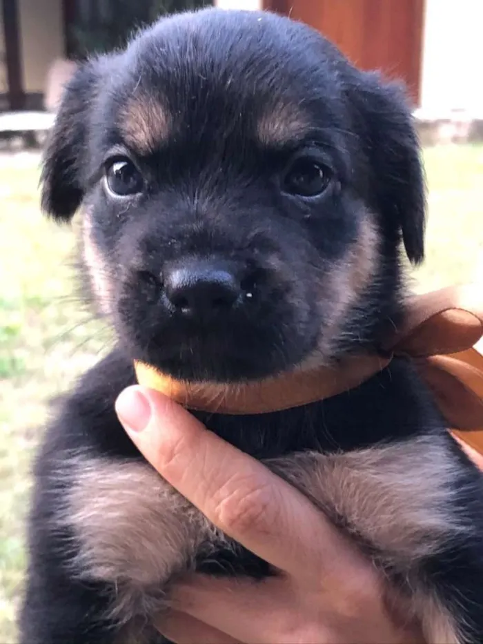 Cachorro ra a SRD-ViraLata idade Abaixo de 2 meses nome Pimenta