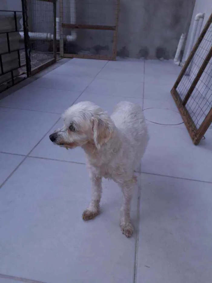 Cachorro ra a Poodle idade 4 anos nome Skai Skai