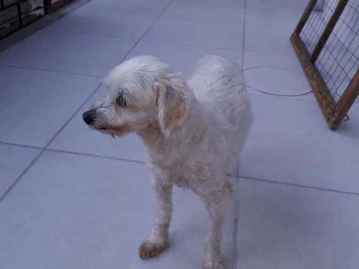 Cachorro ra a Poodle idade 4 anos nome Skai Skai