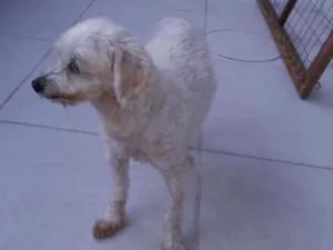 Cachorro raça Poodle idade 4 anos nome Skai Skai