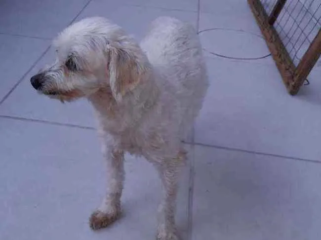 Cachorro ra a Poodle idade 4 anos nome Skai Skai