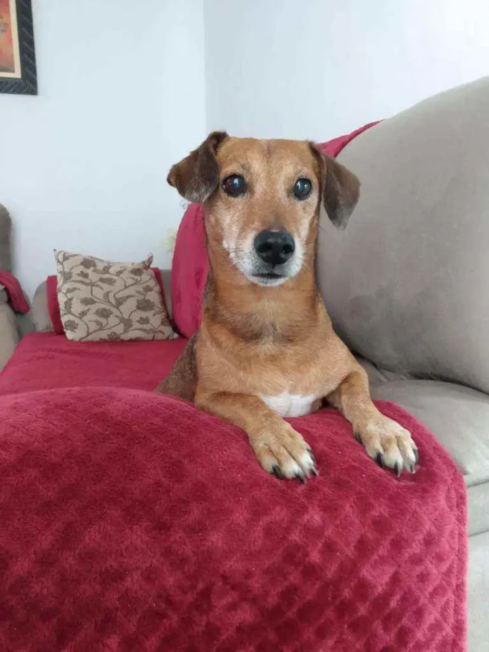 Cachorro ra a Mistura de cofape com pinscher idade 6 ou mais anos nome Scooby