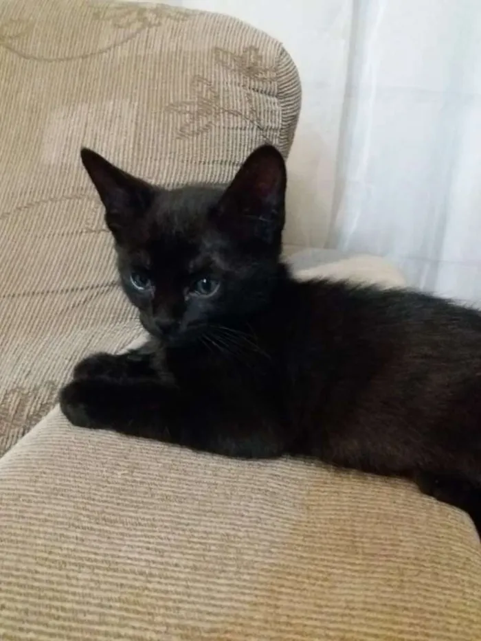 Gato ra a SRD-ViraLata idade Abaixo de 2 meses nome Sem nome