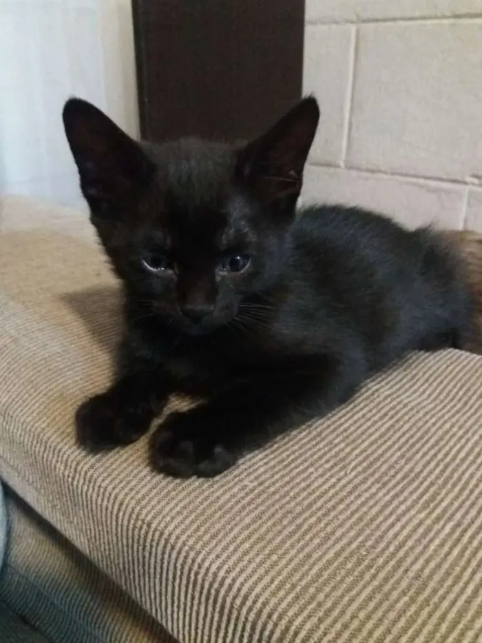 Gato ra a SRD-ViraLata idade Abaixo de 2 meses nome Sem nome