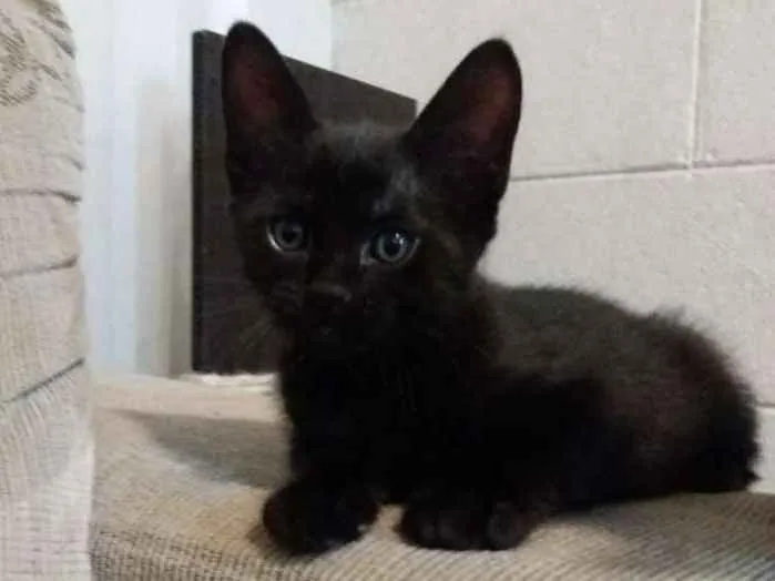 Gato ra a SRD-ViraLata idade Abaixo de 2 meses nome Sem nome