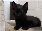 Gato raça SRD-ViraLata idade Abaixo de 2 meses nome Sem nome