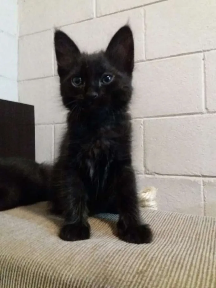 Gato ra a SRD-ViraLata idade Abaixo de 2 meses nome Sem nome