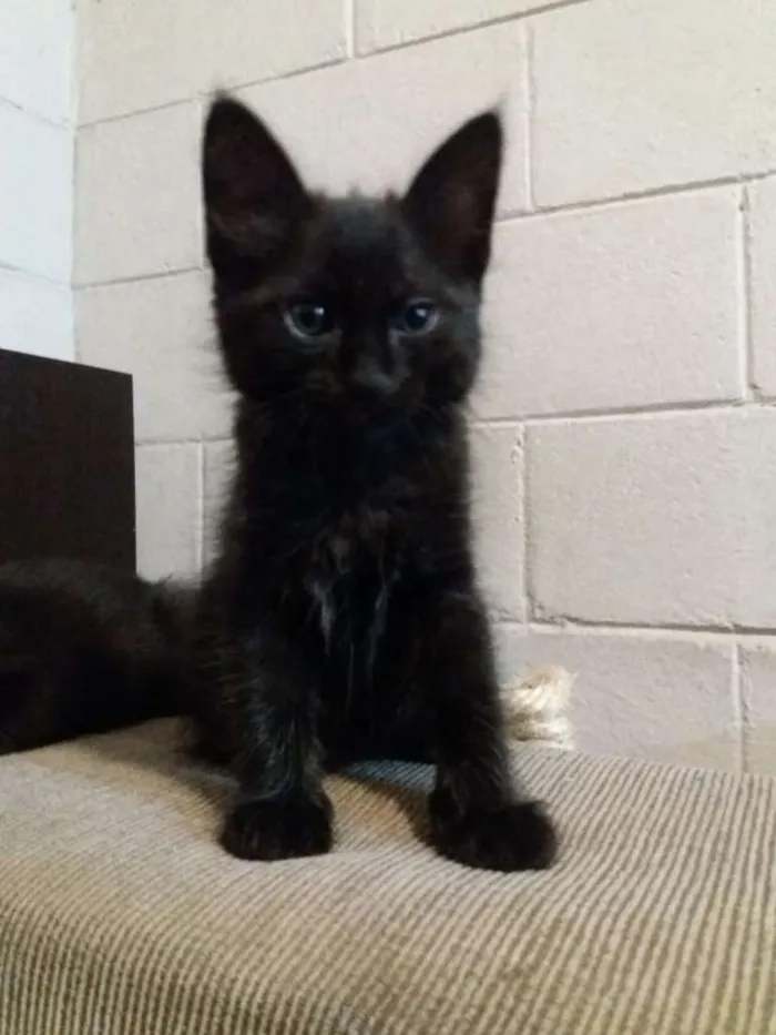 Gato ra a SRD-ViraLata idade Abaixo de 2 meses nome Sem nome