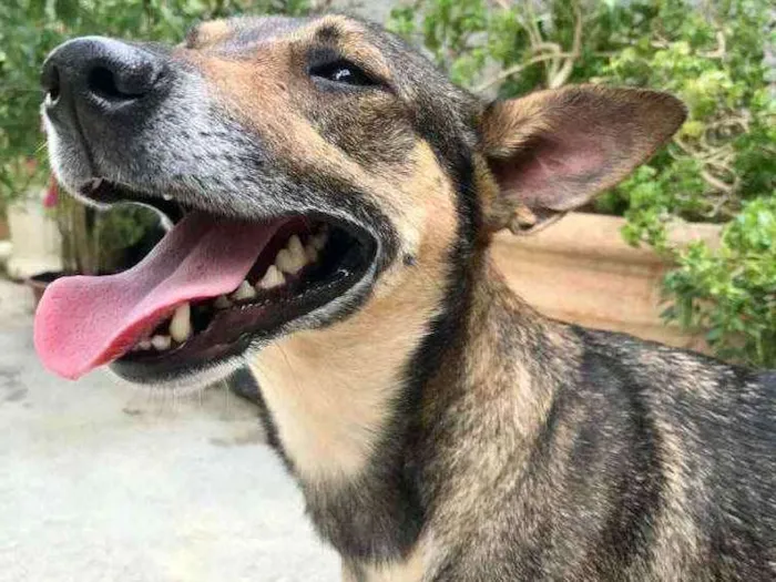 Cachorro raça Vira Lata idade 1 ano nome Monica