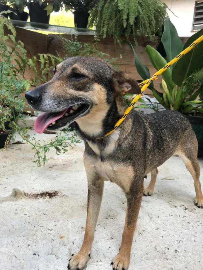 Cachorro raça Vira Lata idade 1 ano nome Monica