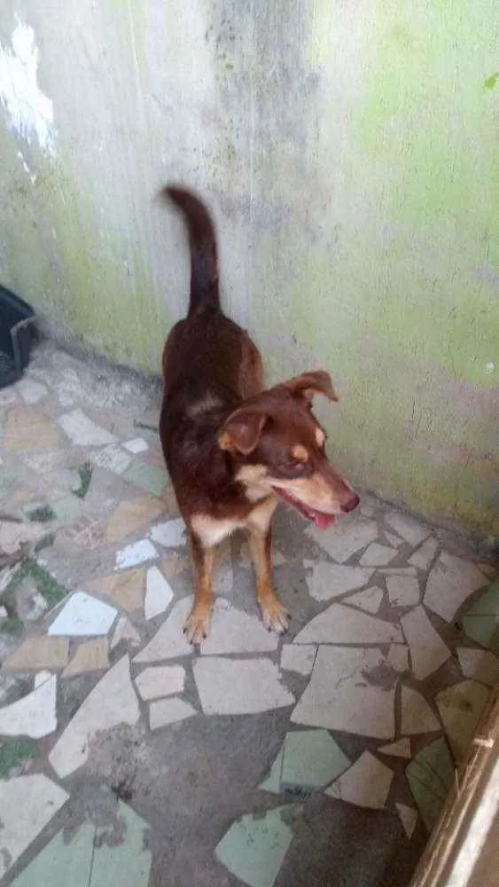 Cachorro ra a Vira lata idade 2 anos nome Sky