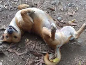 Cachorro raça SRD idade 3 anos nome Bartô
