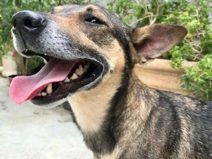 Cachorro raça Vira Lata idade 1 ano nome Monica