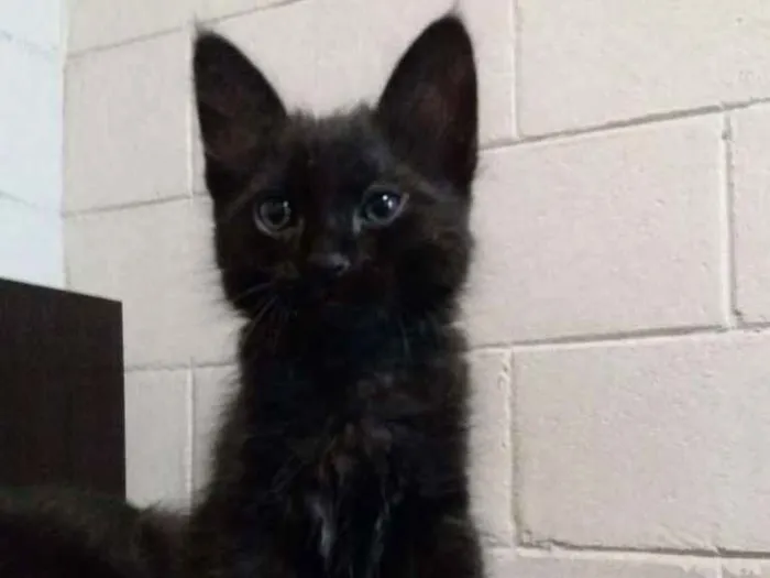 Gato ra a SRD-ViraLata idade Abaixo de 2 meses nome Sem nome