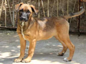 Cachorro raça SRD-ViraLata idade 7 a 11 meses nome Jane