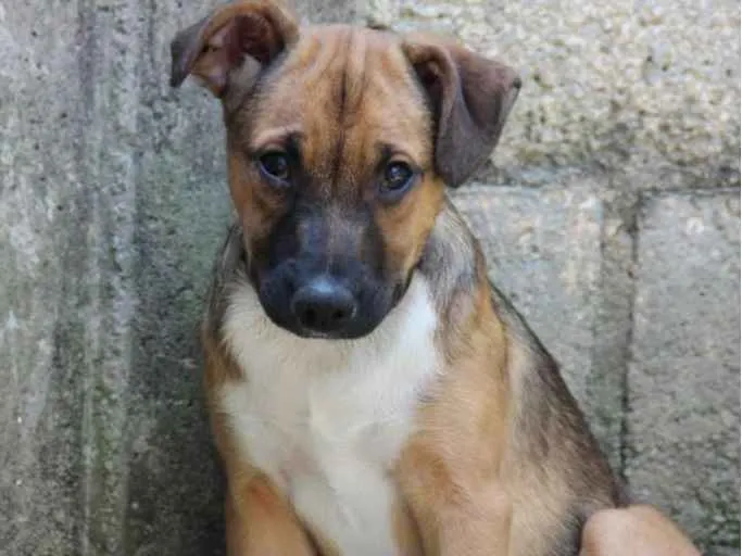 Cachorro ra a SRD-ViraLata idade 7 a 11 meses nome JUDY