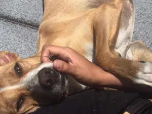 Cachorro raça Indefinida idade 5 anos nome Madona