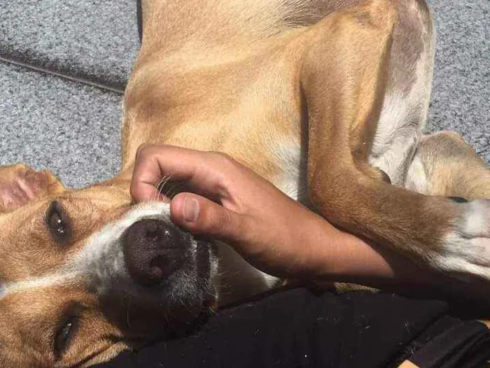 Cachorro ra a Indefinida idade 5 anos nome Madona