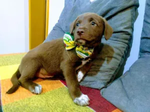 Cachorro raça Vira lata idade 2 a 6 meses nome Caramelo