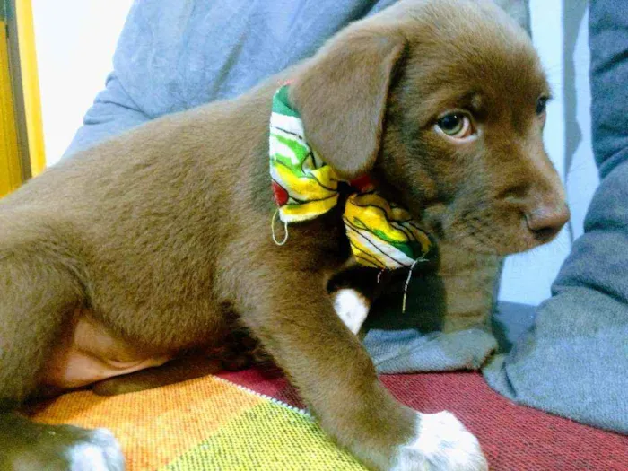 Cachorro raça Vira lata idade 2 a 6 meses nome Caramelo