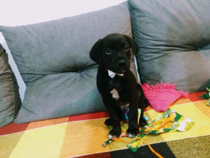 Cachorro raça Vira lata idade 2 a 6 meses nome Pretinho