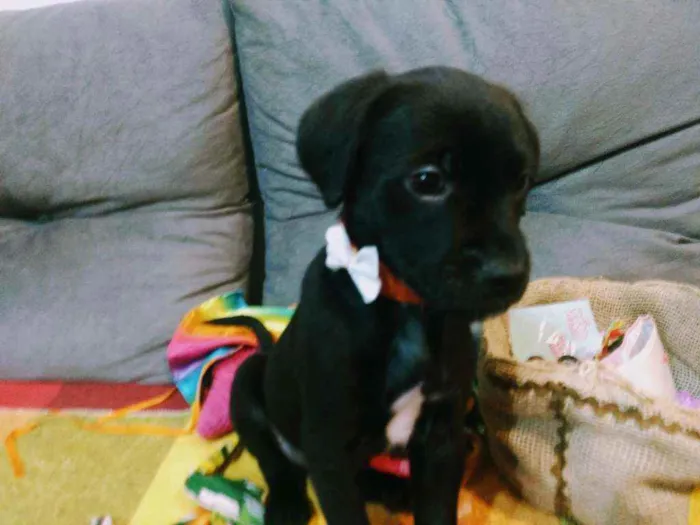 Cachorro raça Vira lata idade 2 a 6 meses nome Pretinho