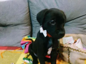 Cachorro raça Vira lata idade 2 a 6 meses nome Pretinho