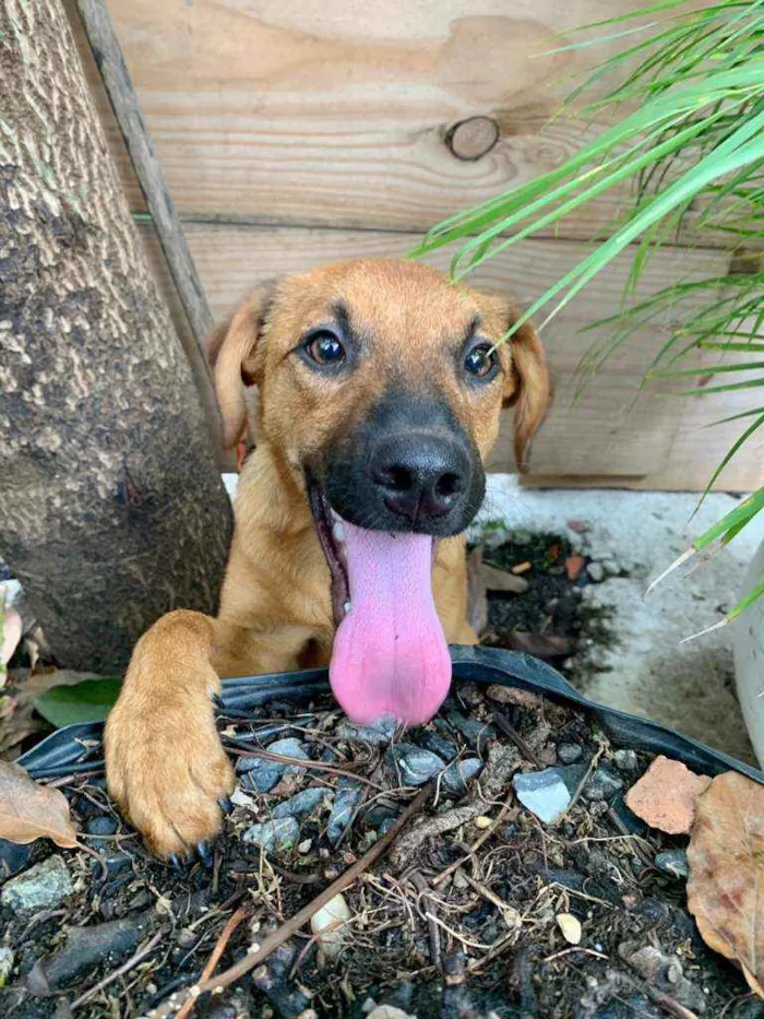 Cachorro raça Vira Lata idade 2 a 6 meses nome Marlim
