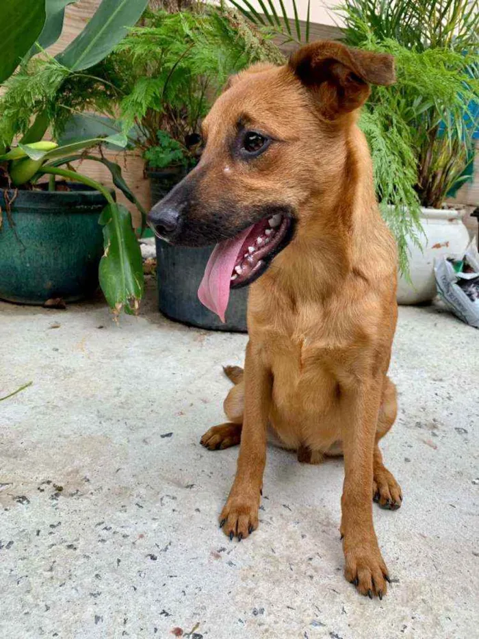 Cachorro raça Vira Lata idade 2 a 6 meses nome Marlim