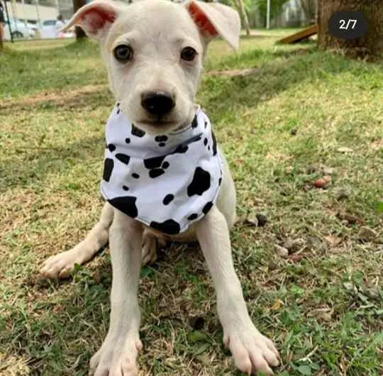 Cachorro ra a Vira Lata idade 2 a 6 meses nome George