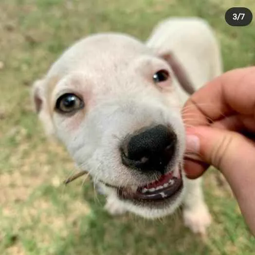 Cachorro ra a Vira Lata idade 2 a 6 meses nome George
