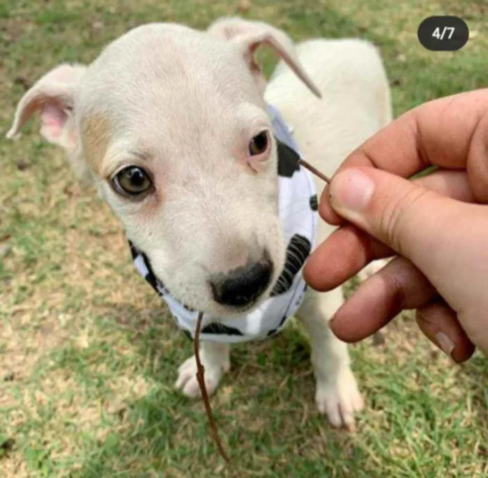 Cachorro ra a Vira Lata idade 2 a 6 meses nome George