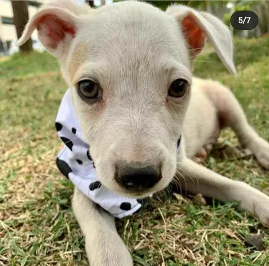 Cachorro ra a Vira Lata idade 2 a 6 meses nome George